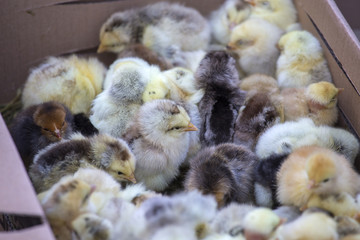 Young yellow baby chicks on a local market, close up. Ukraine
