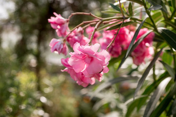 Flower Nerium oleander