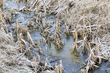 frozen water