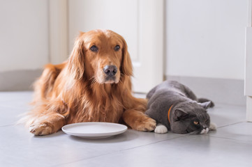 Golden Retriever lying and the British short hair cat