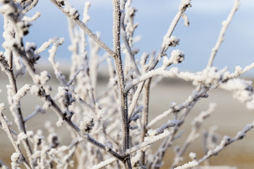 grass under white frost