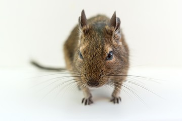 Close-up of chilean squirrel degu, on white background.