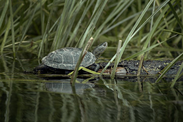 Swamp turtle in nature