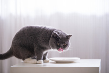 The British short hair cat is eating.