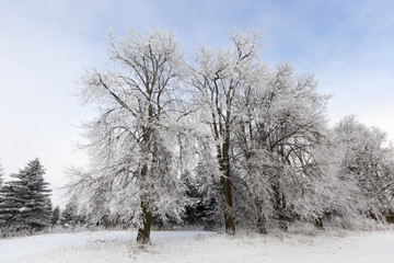 blue sky and bare trees