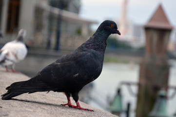 pigeon