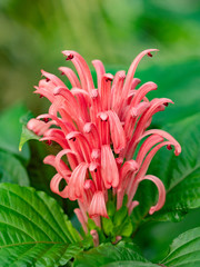 Brazilian plume Latin name carnea jacobinia flower