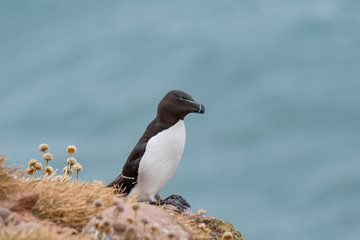 Razorbills (Alca torda)  on the cliff edge on the Isle of May