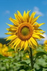 Sunflowers background and blue cloudy sky.  Landscape with sunflower field over cloudy blue sky