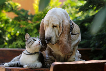 Basset hound dog and kitten - 213586529