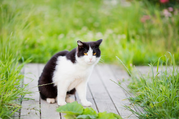 Cute nlack and white cat walking at the garden.