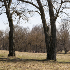 several trees