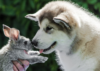 Obraz premium Dog and rabbit