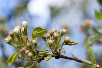 closed buds of apple