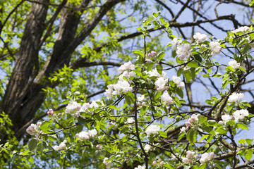 apple blossom