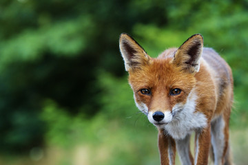 Portrait eines Fuchses im Sommer