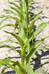 Obraz premium one rows of corn