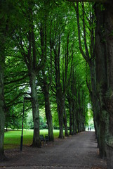 Fototapeta premium Parklandschaft