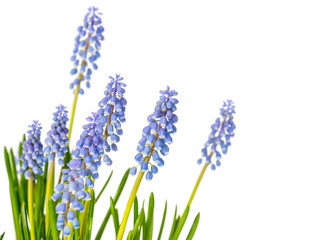flower plant Muscari on a color background