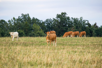 Fototapeta na wymiar Herd of cow standing on grass and blue sky