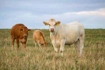Portrait of white cow with two bronwn, standing on grass