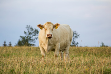Portrait of white cow standing on grass