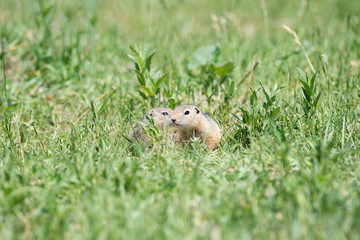 Two gophers sit next to each other and one looks at the other.
