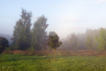 Fototapeta premium morning mist