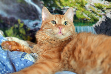 beautiful young red cat with one eye defeat of the cornea directly