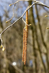 birch catkins