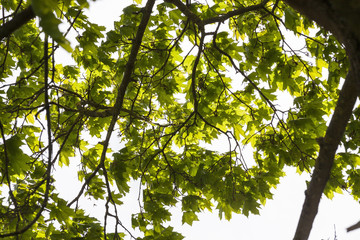 Fototapeta premium beautiful maple foliage