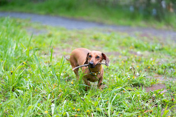 Dog is running with a stick. Dog breed standard smooth-haired dachshund, bright red color, female.