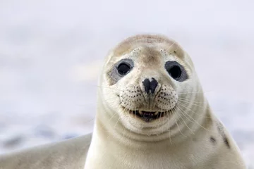 Zelfklevend Fotobehang Gelukkig lachende zeehond © nightsphotos