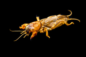 Mole Cricket isolated on Black Background