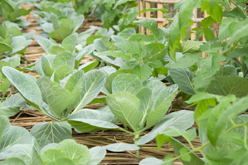 Obraz premium Chinese kale growing on Straw in Vegetable garden.