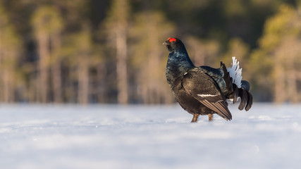 Black Grouse