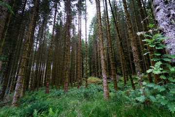 Dark forest in Norway, alone and mysterious