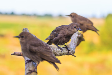 young starlings sitting on a branch