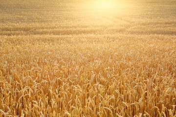 Ripening wheat field illuminated by rays of the setting sun