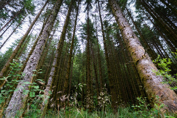 Dark forest in Norway with trees going high up