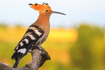 beautiful bird hoopoe sitting on a branch on a sunny morning