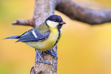 young bird sitting on a branch in summer morning