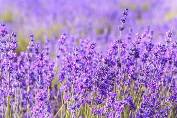 Lavender Field in the summer