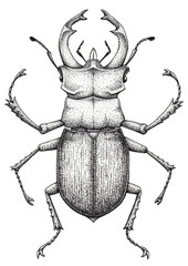 Stag beetle tattoo art. Lucanus cervus. Dot work tattoo. Insect. Symbol of authority, strength, power and nobility.