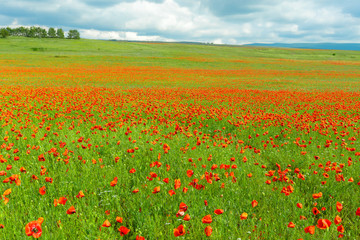 red poppy flowers in a field background