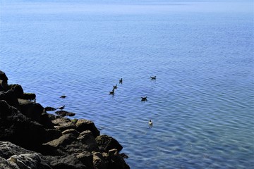 стая птиц у морского берега