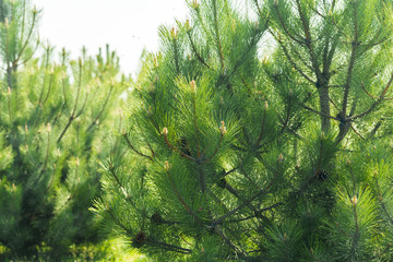 Forrest of green pine trees as a background