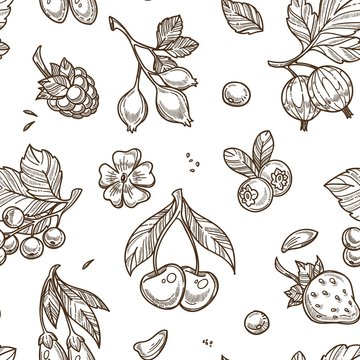 Berries sketch vector seamless pattern background