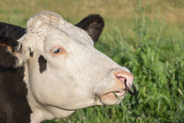Portrait of a Holstein cow with a ring in the nose