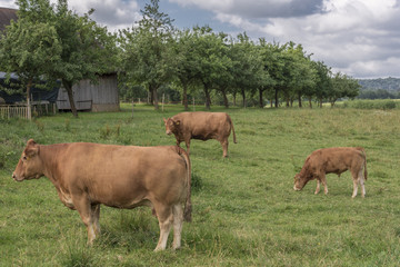 Red cows grazing in a ranch